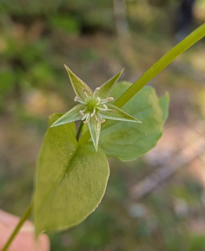 Stellaria crispa (Crisp starwort), native California herb