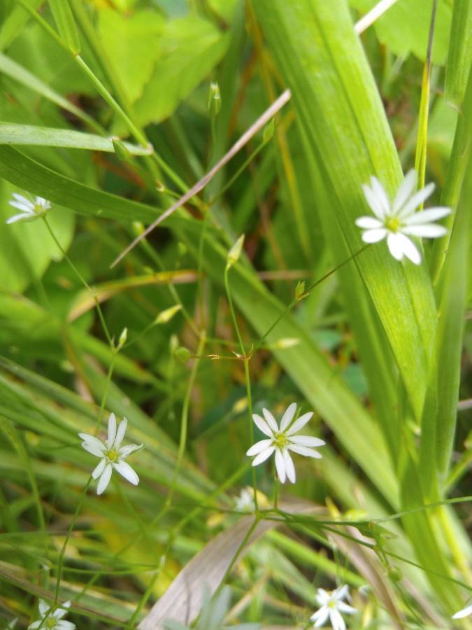 Stellaria graminea (Common starwort), non-native California herb