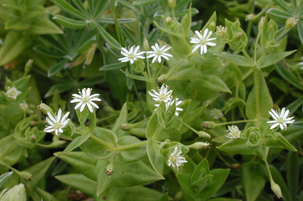 Stellaria littoralis (Beach starwort), native California herb