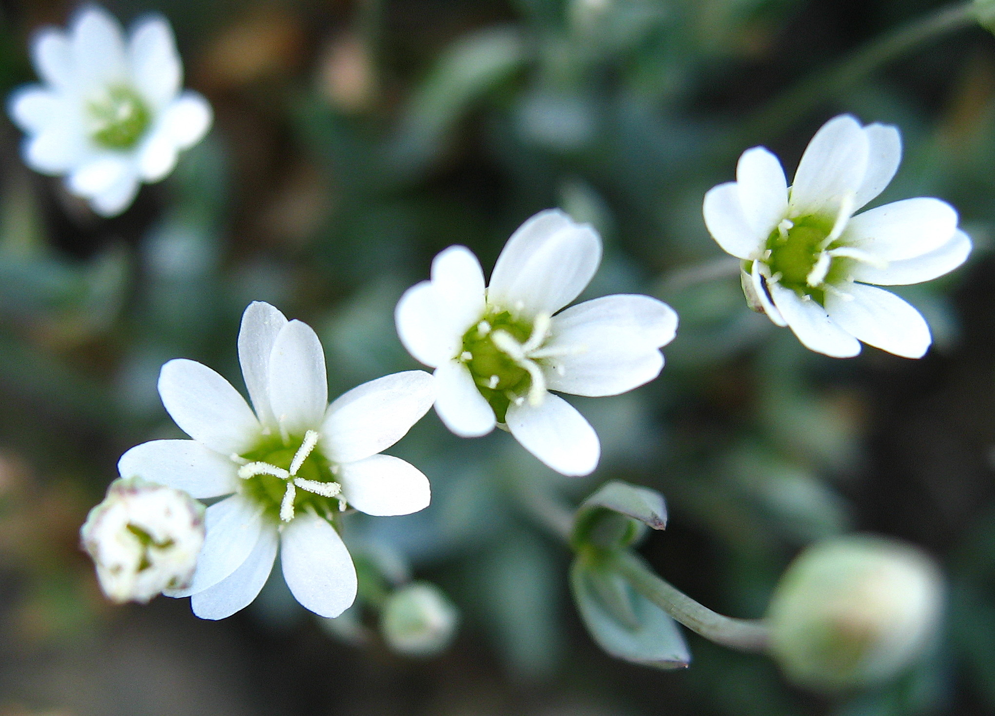 Stellaria longipes subsp. longipes (Goldie's starwort), native California herb