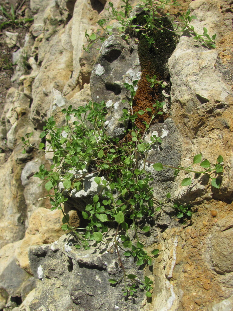 Stellaria media (Common chickweed), non-native California herb