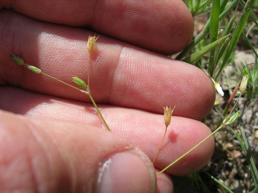 Stellaria nitens (Shining chickweed), native California herb