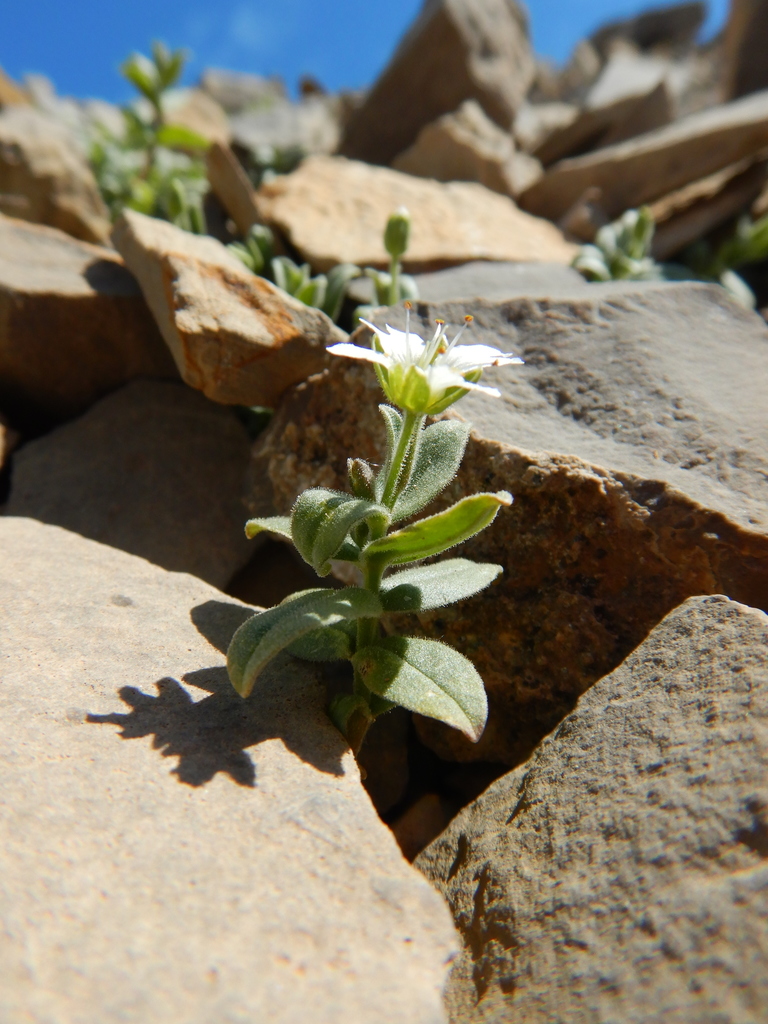 Stellaria pallida (Lesser chickweed), non-native California annual