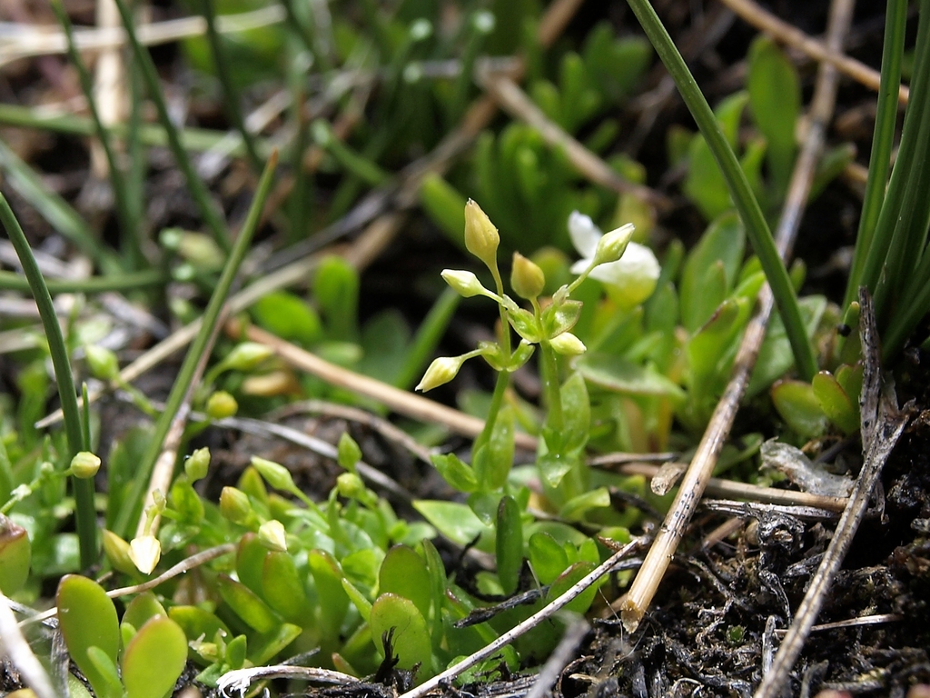 Stellaria umbellata (Umbellate starwort), native California herb