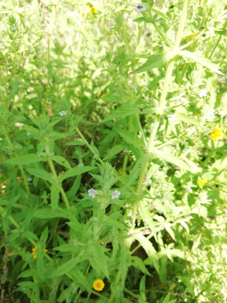 Stemodia durantifolia (Purple stemodia), native California herb