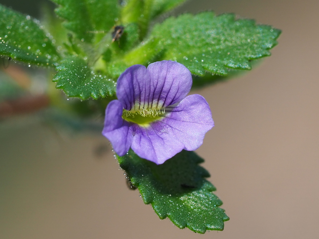 Stemodia sp., native California perennial