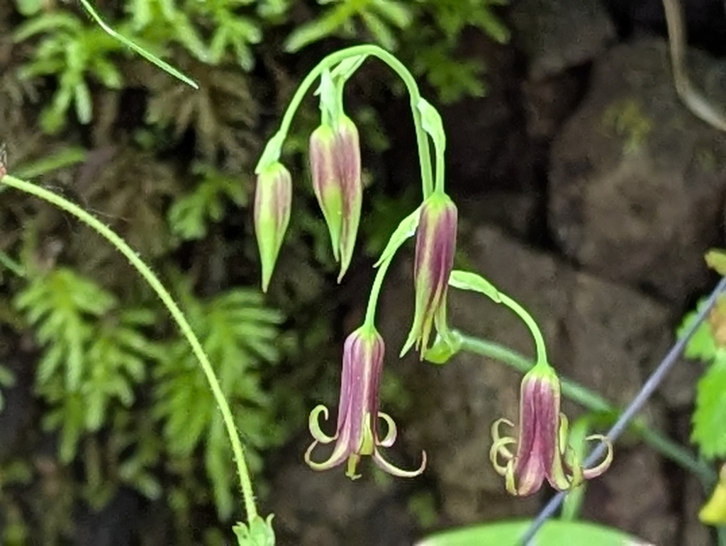 Stenanthium occidentale (Western featherbells), native California herb