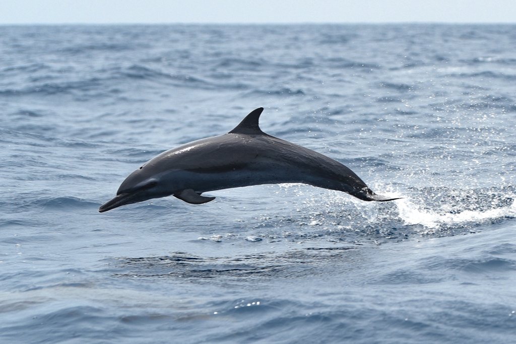 Stenella attenuata (Pantropical Spotted Dolphin), California species