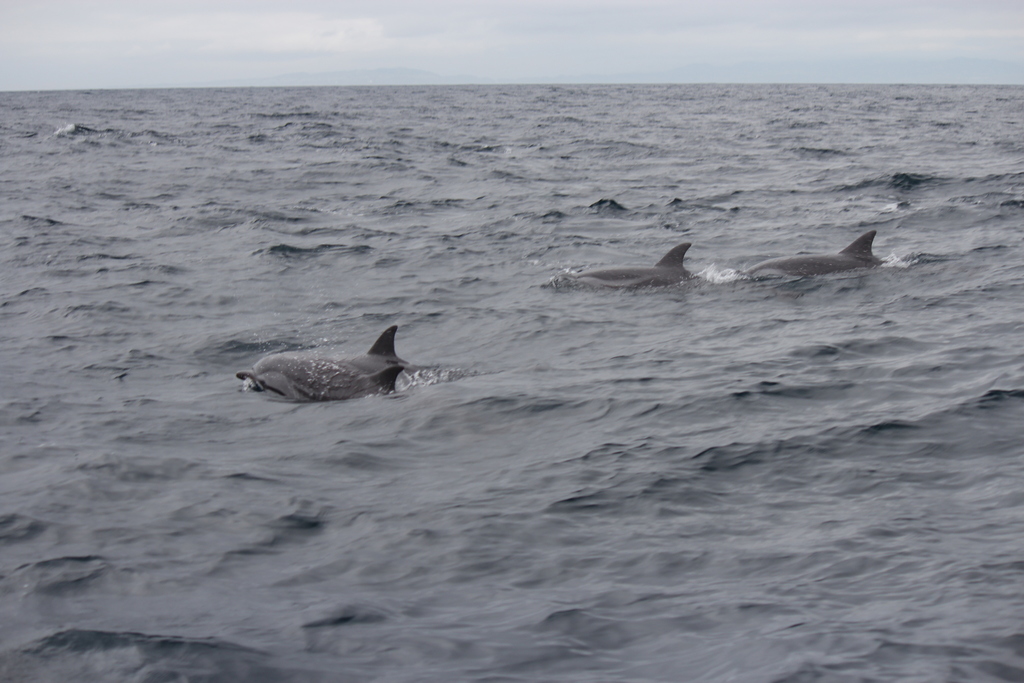 Stenella coeruleoalba (Striped Dolphin), California species
