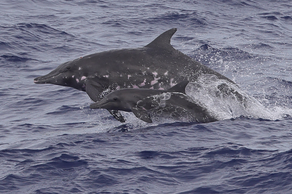 Steno bredanensis (Rough-toothed Dolphin), California species