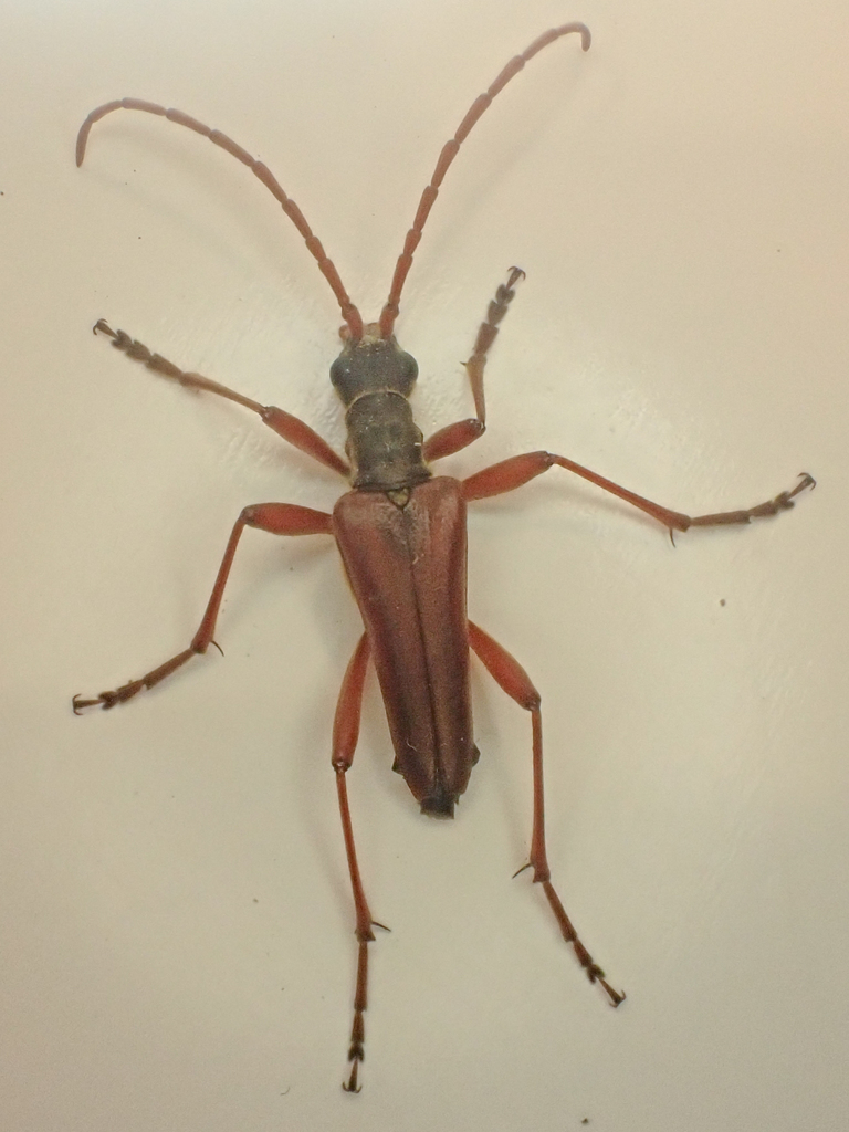Stenocorus nubifer, California species