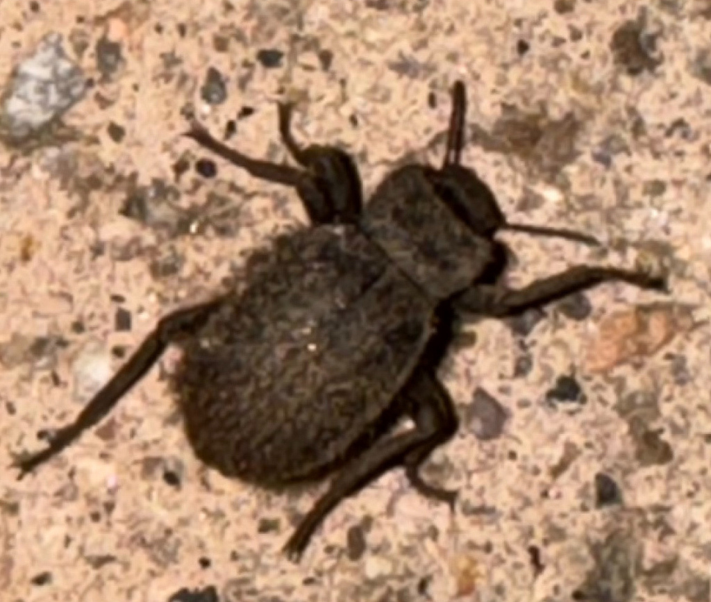 Stenomorpha muricatula, California species