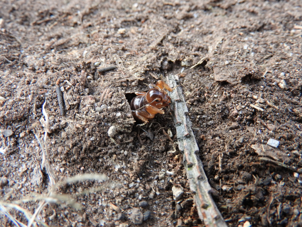 Stenopelmatus cahuilaensis (Coachella Valley Jerusalem Cricket), California species