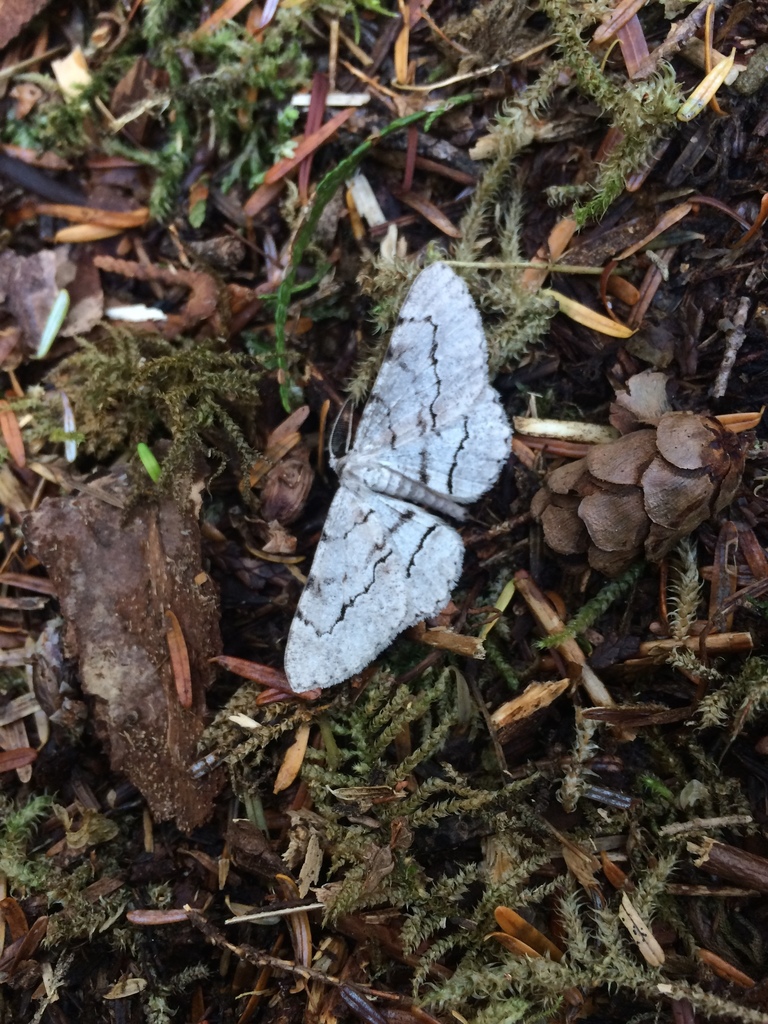 Stenoporpia pulmonaria, California species