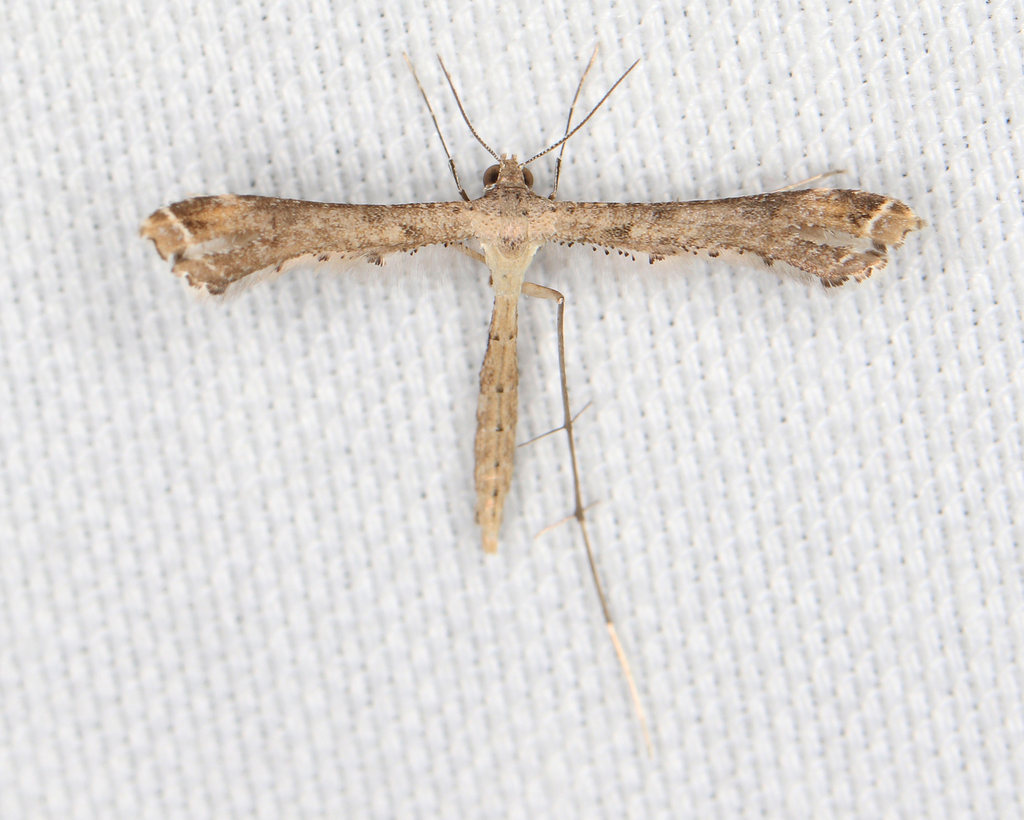 Stenoptilodes brevipennis, California species