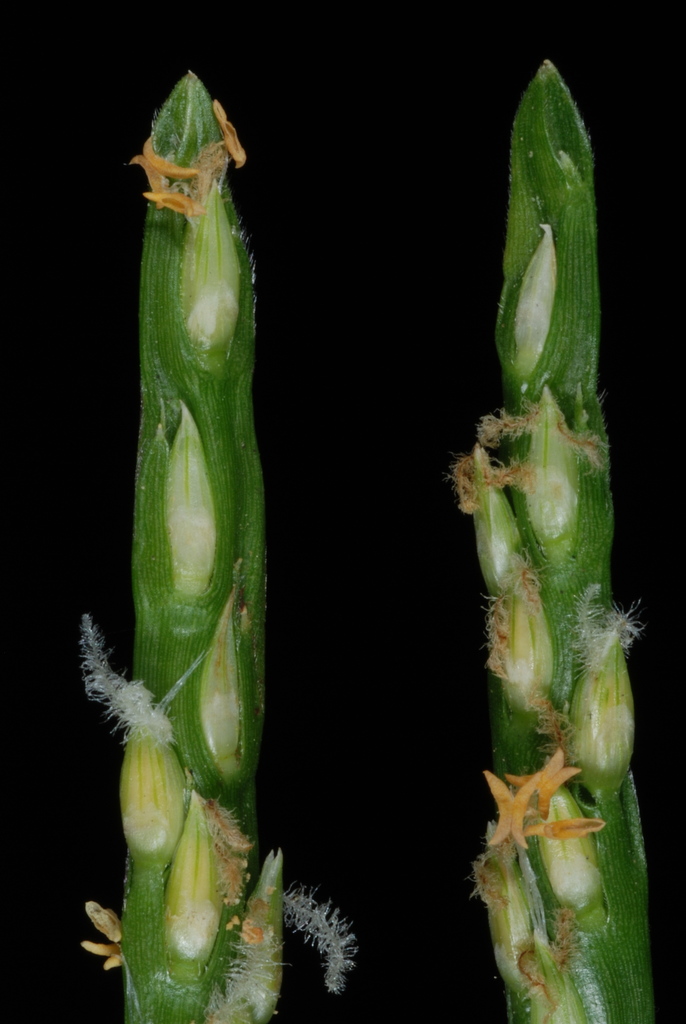 Stenotaphrum secundatum (Saint augustine grass), non-native California grass