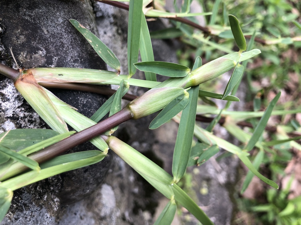 Stenotaphrum sp., non-native California perennial