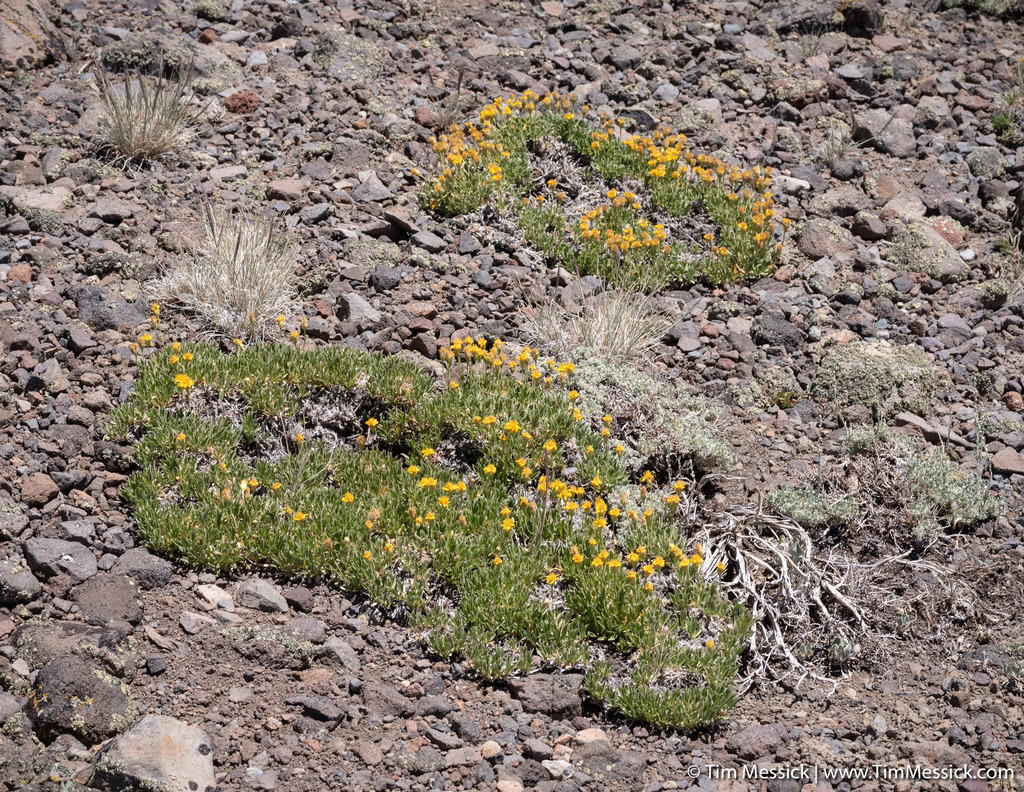 Stenotus acaulis (Stemless goldenweed), native California subshrub