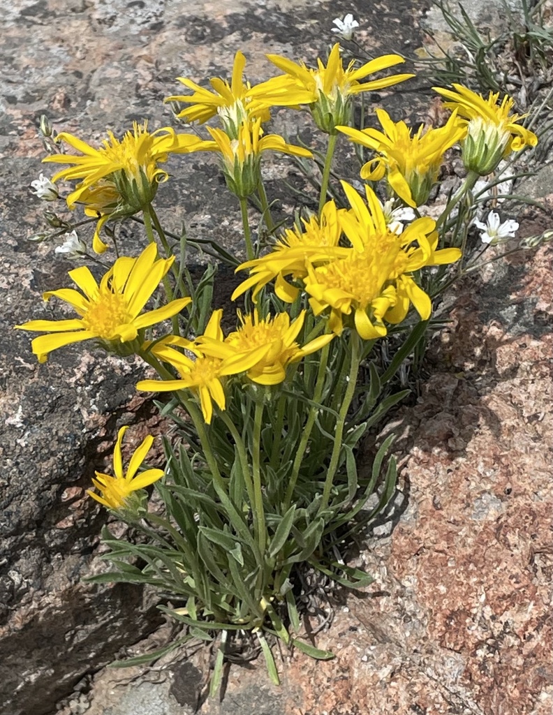 Stenotus lanuginosus var. lanuginosus (Woolly stenotus), native California perennial