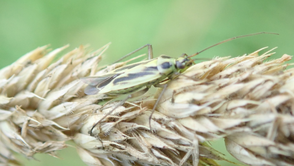 Stenotus sp., native California perennial