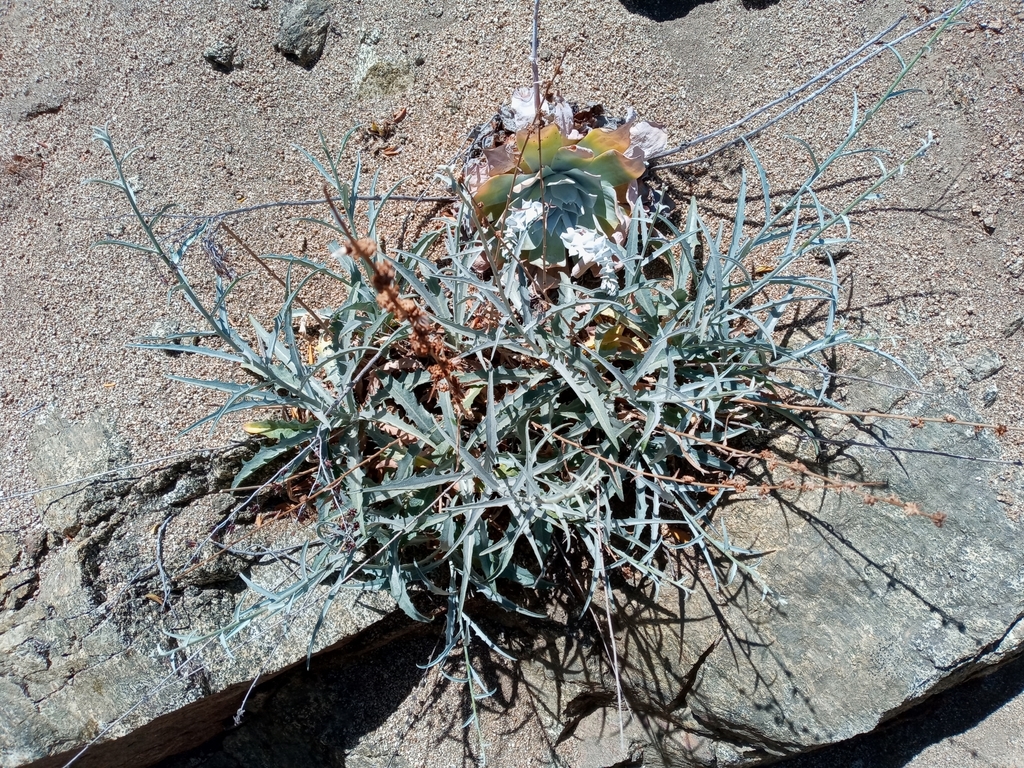 Stephanomeria cichoriacea (Silver rock-lettuce), native California subshrub