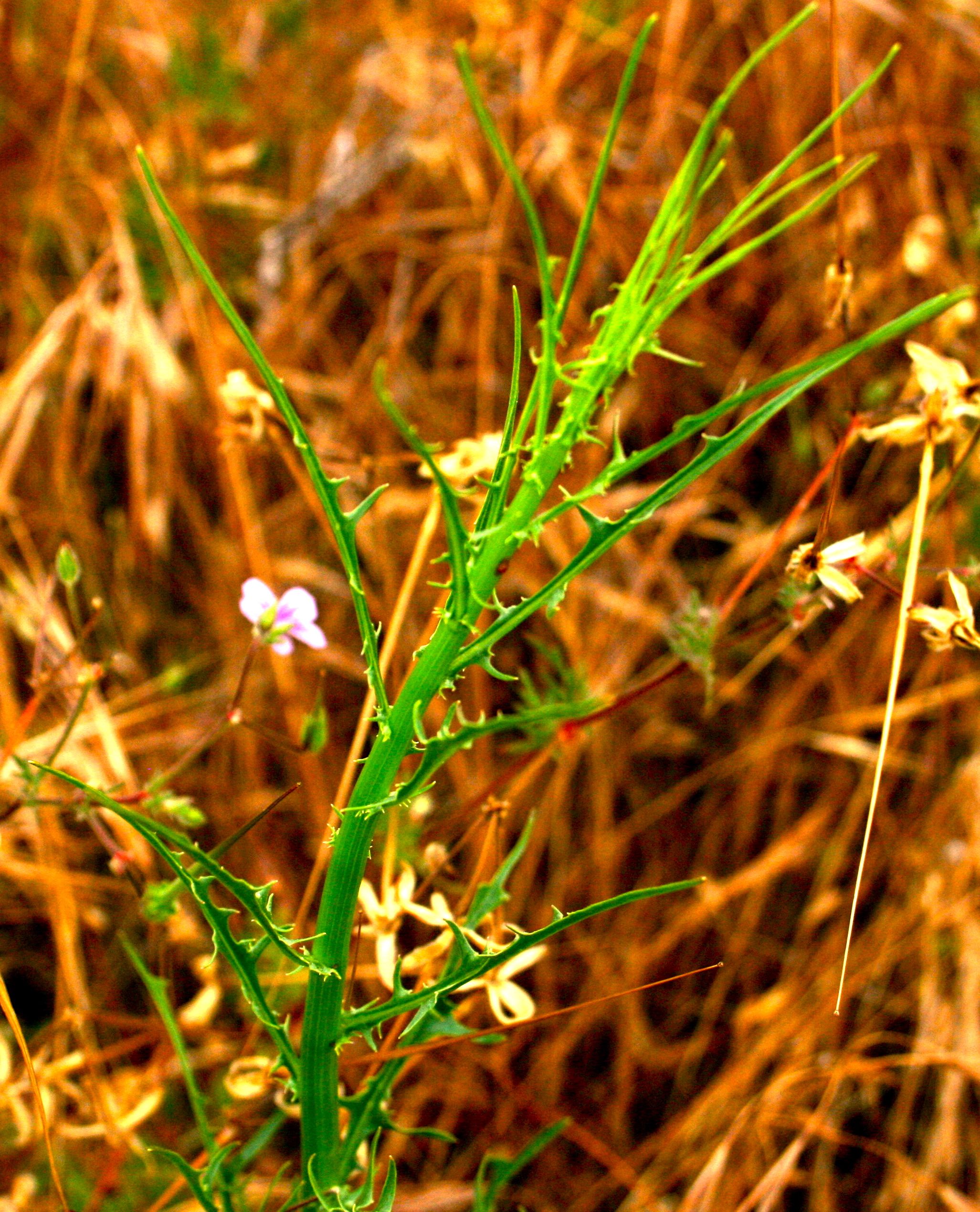 Stephanomeria diegensis (San diego milk aster), native California herb