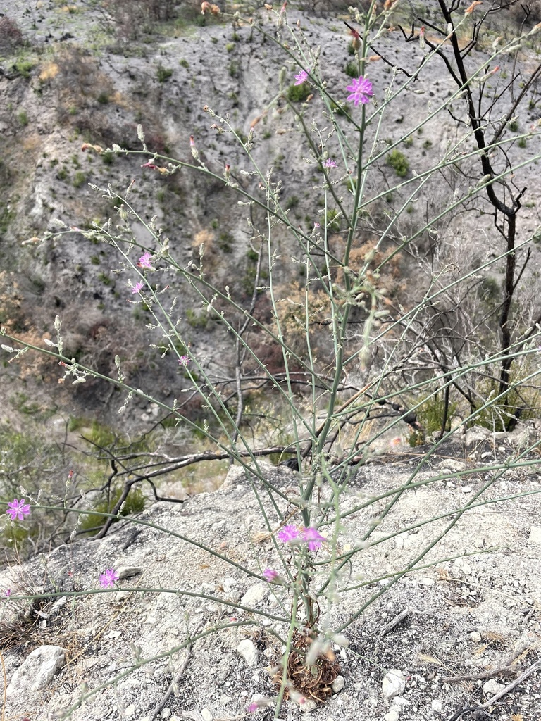 Stephanomeria elata (Annual mitra), native California herb