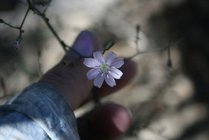 Stephanomeria exigua — parent species of Stephanomeria exigua subsp. exigua