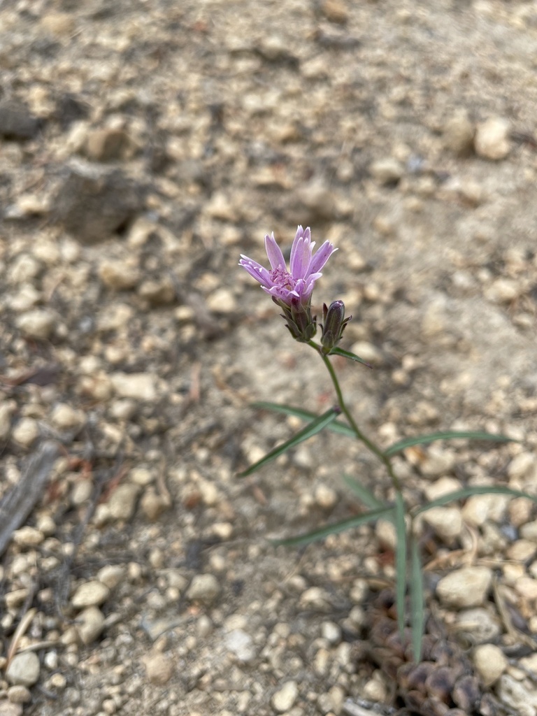 Stephanomeria lactucina (Forest stephanomeria), native California herb