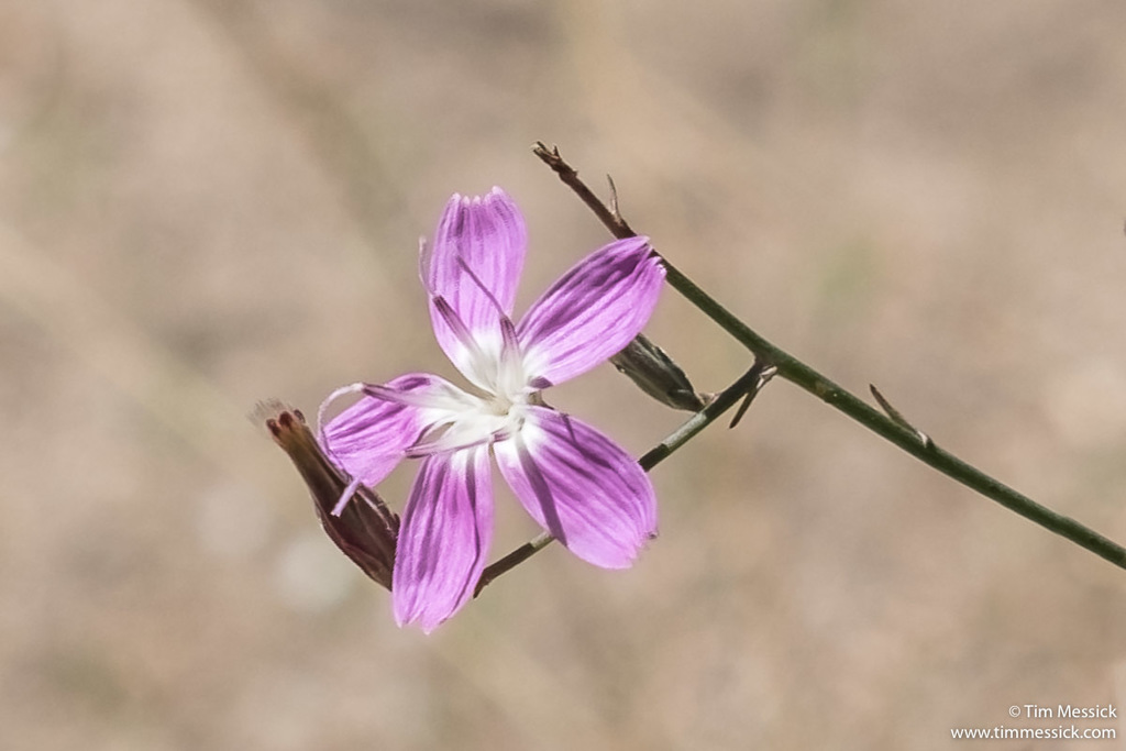 Stephanomeria paniculata (Stiff branched stephanomeria), native California herb