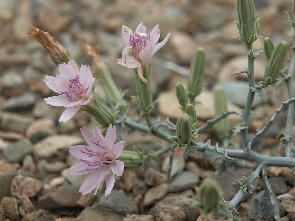 Stephanomeria parryi (Parry rock pink), native California herb