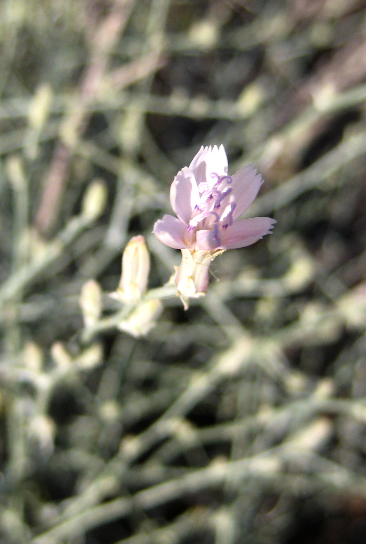 Stephanomeria pauciflora (Wire-lettuce), native California subshrub