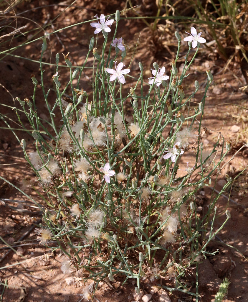 Stephanomeria sp., native California annual