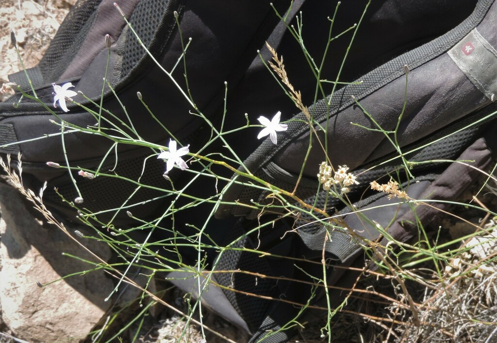 Stephanomeria tenuifolia (Narrow-leaved wire-lettuce), native California perennial