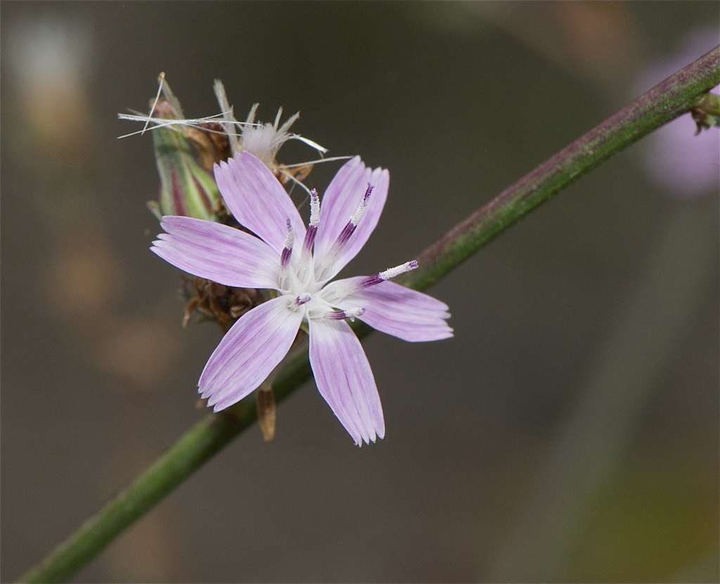 Stephanomeria virgata (Rod wirelettuce), native California herb