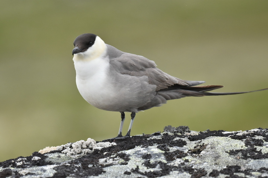 Stercorarius longicaudus (Long-tailed Jaeger), California species