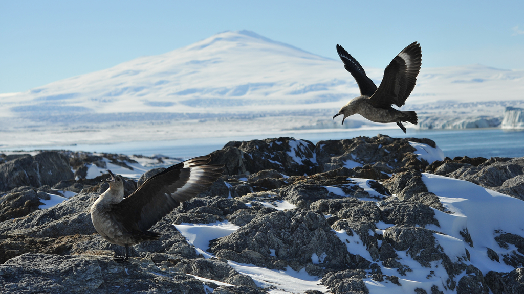 Stercorarius maccormicki (South Polar Skua), California species