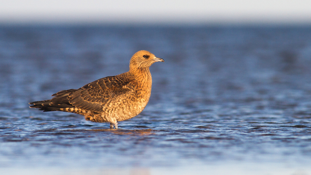 Stercorarius parasiticus (Parasitic Jaeger), California species