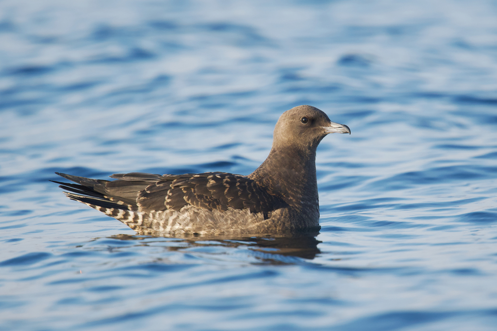 Stercorarius pomarinus (Pomarine Jaeger), California species