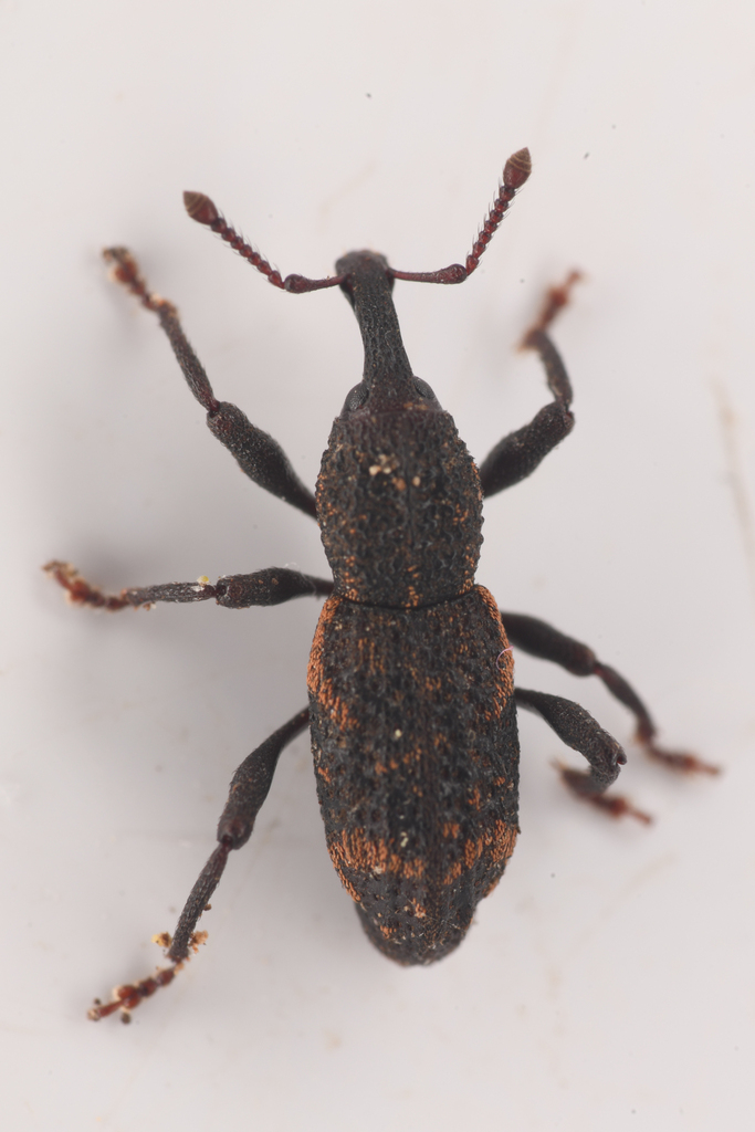 Steremnius carinatus, California species