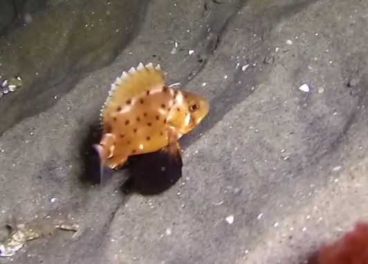 Stereolepis gigas (Giant sea bass), California species