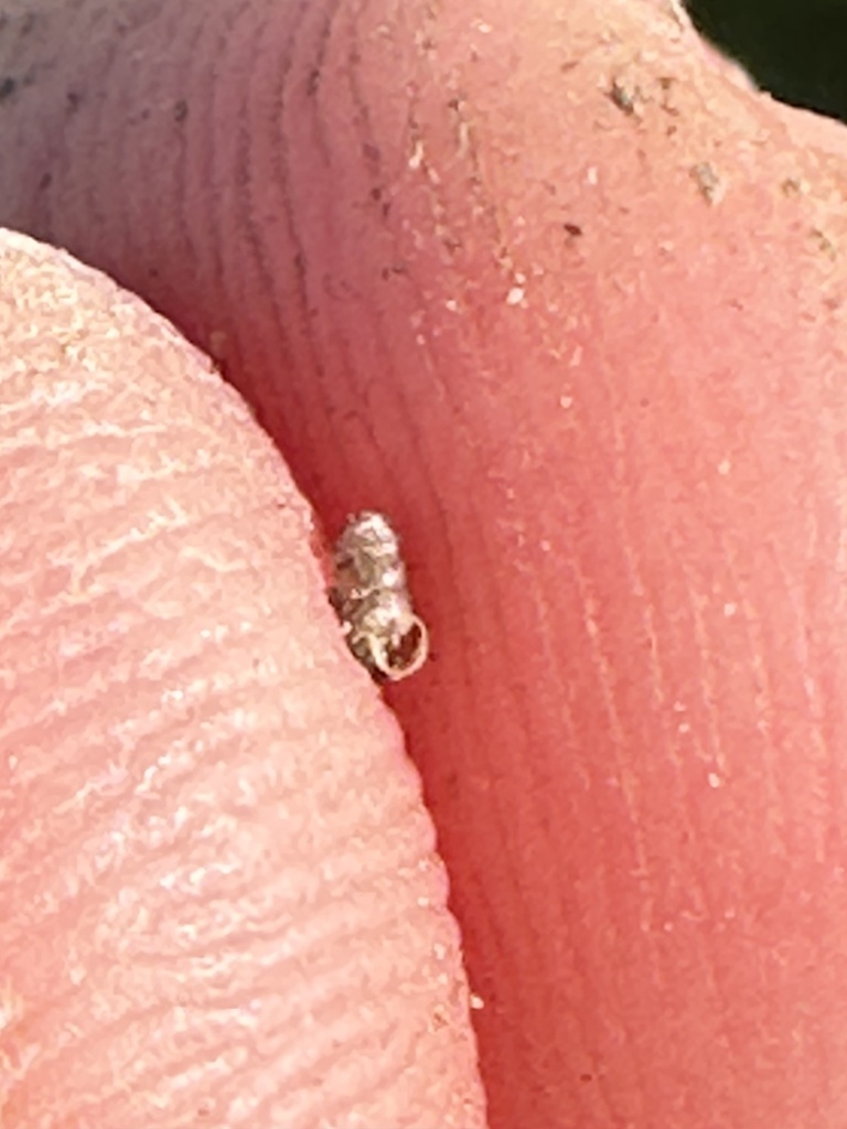 Sterkia clementina (San Clemente Island Blunt-top Snail), California species