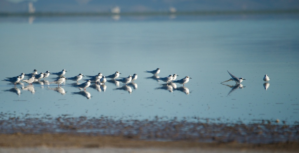 Sterna forsteri (Forster's Tern), California species