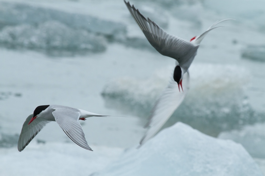 Sterna paradisaea (Arctic Tern), California species