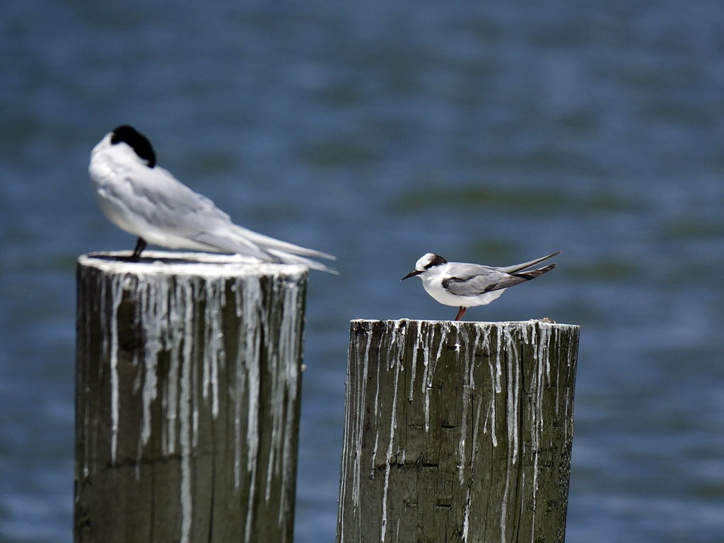 Sternula albifrons (Little Tern), California species