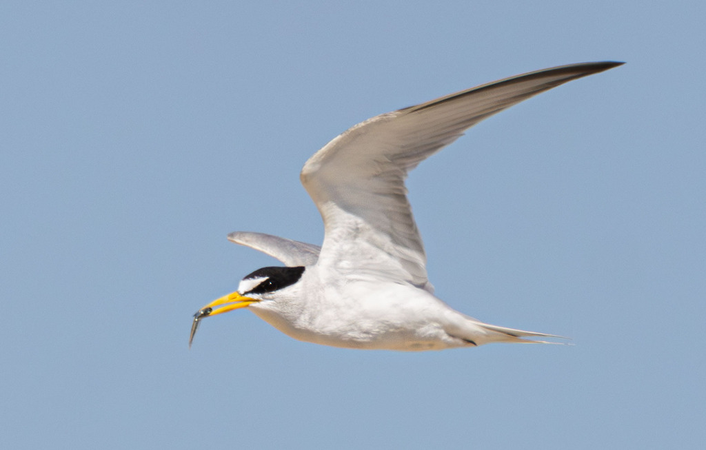 Sternula antillarum browni (California least tern), California species