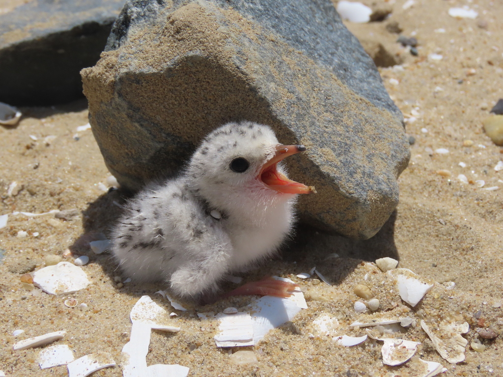 Sternula antillarum (Least Tern), California species