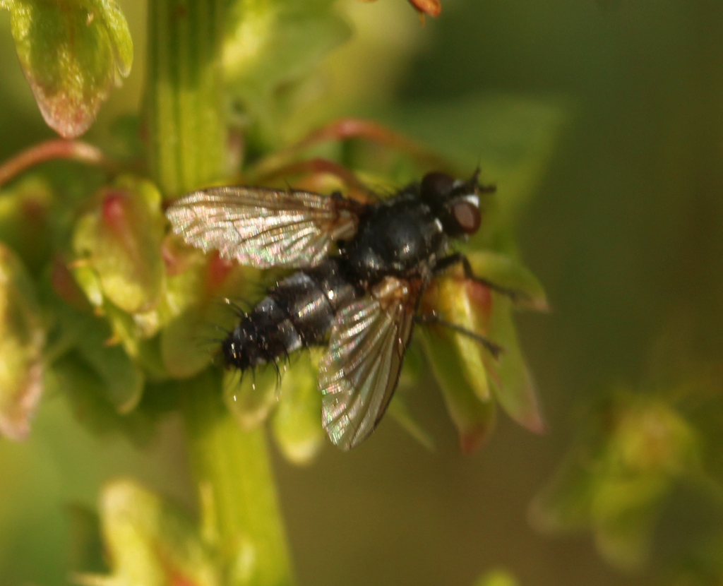 Stevenia deceptoria, California species