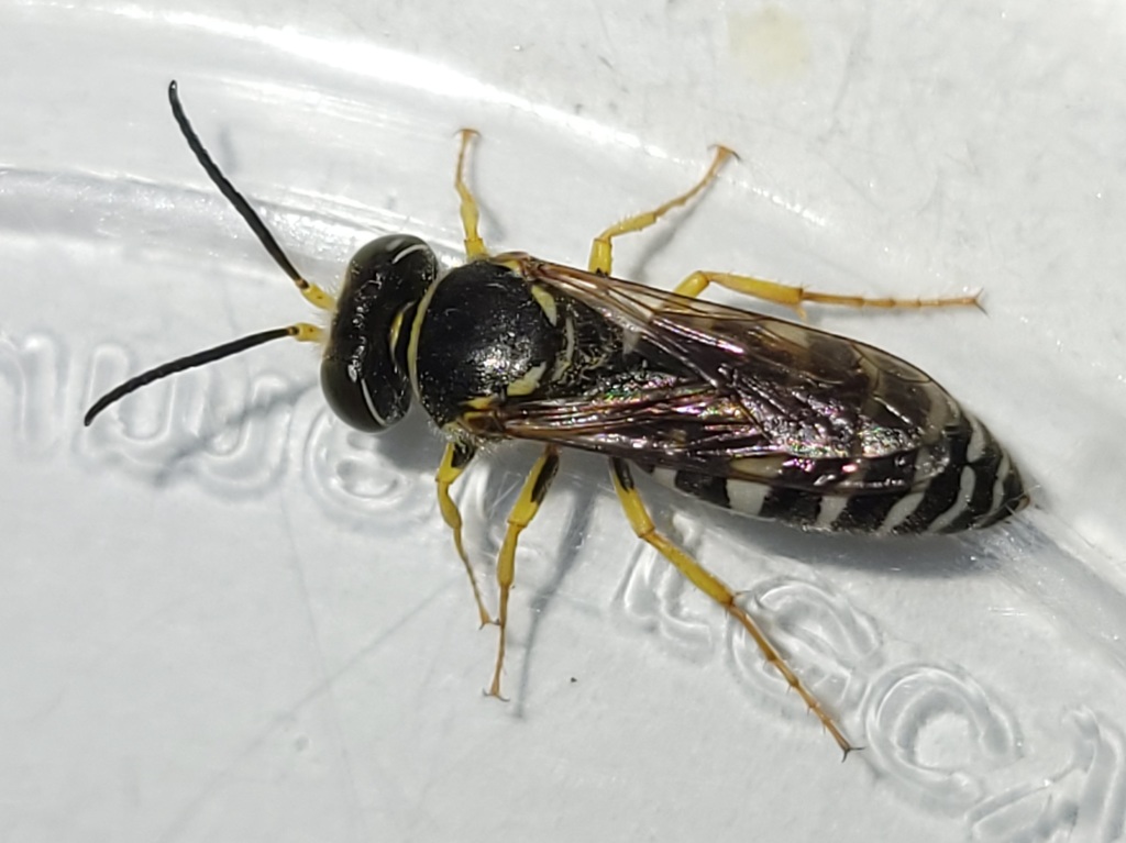 Stictiella villegasi (Algodones Sand Wasp), California species