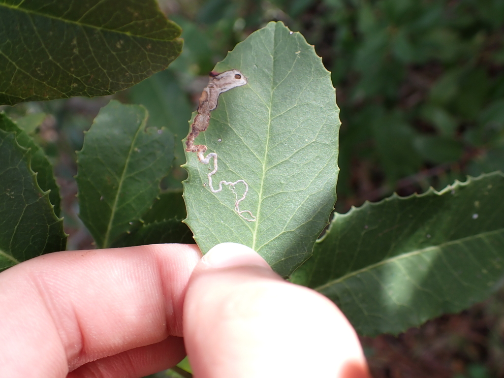 Stigmella heteromelis, California species